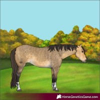 Horse Color:Buckskin Dun  and Buckskin Dun 