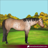 Horse Color:Bay Dun  and Gray Bay Dun 