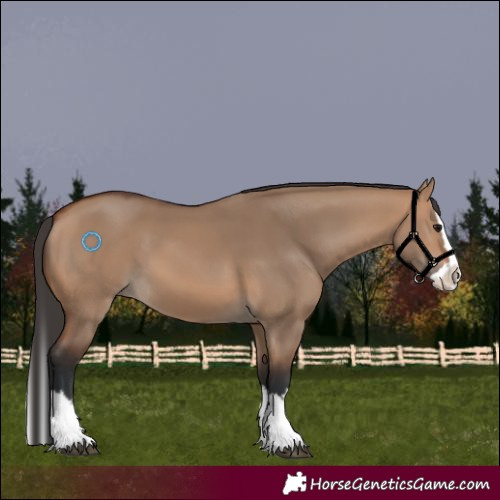 Horse Color:Bay Dun Splash 
