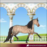 Horse Color:Bay Dun  and Bay Dun 