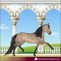 Horse Color:Bay Dun  and Bay Dun 