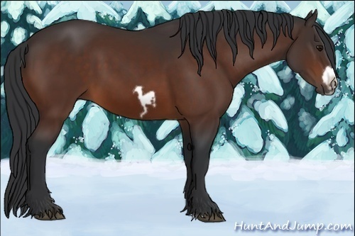 Horse Color:Bay Splash Frame