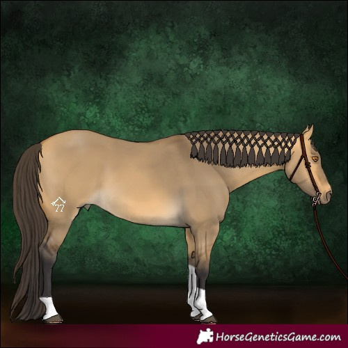 Horse Color:Buckskin Dun Tobiano 