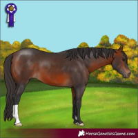 Horse Color:Bay 