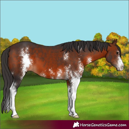Horse Color:Brown Sabino 