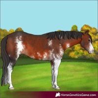 Horse Color:Brown Sabino