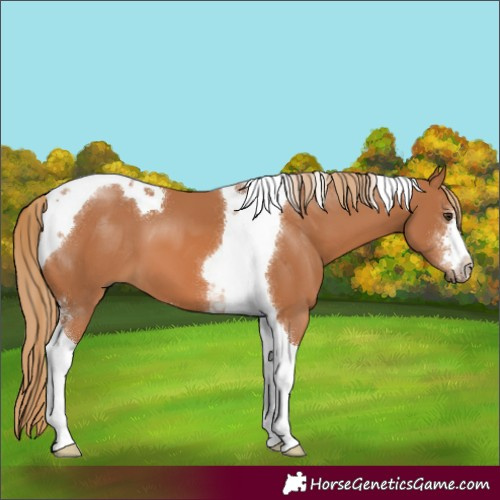 Horse Color:Chestnut Sabino Tobiano