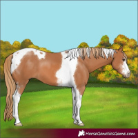 Horse Color:Chestnut Sabino Tobiano 