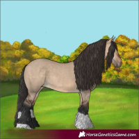 Horse Color:Brown Dun  and Brown Dun 