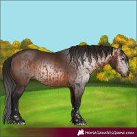 Horse Color:Bay  and Gray Bay 
