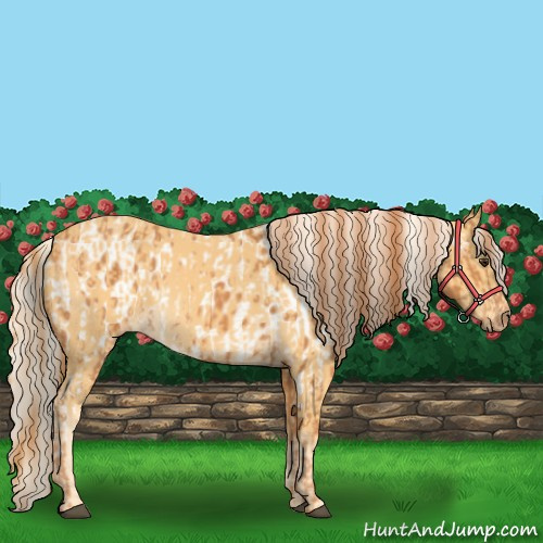Horse Color:Chestnut Appaloosa  and Palomino 