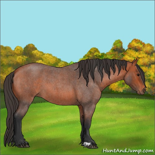 Horse Color:Bay Roan 