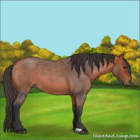 Horse Color:Bay Roan 