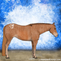 Horse Color:Chestnut  and Chestnut Appaloosa 