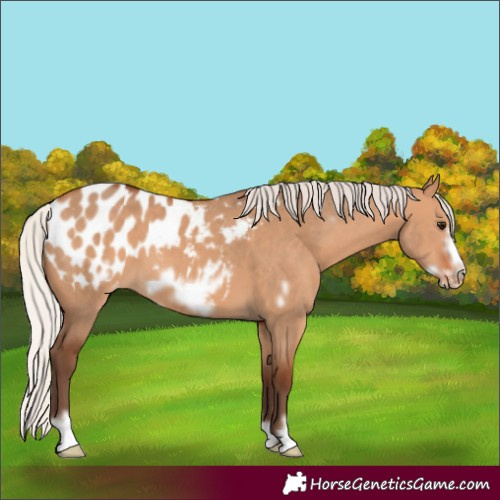 Horse Color:Silver Bay Dun Frame Appaloosa 