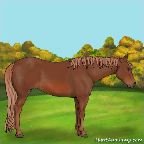Horse Color:Chestnut Frame 