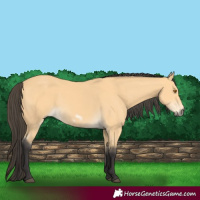 Horse Color:Buckskin Frame 