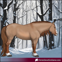 Horse Color:Red Dun 