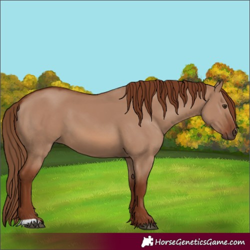 Horse Color:Red Dun