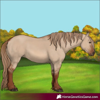 Horse Color:Red Dun 