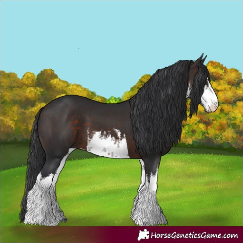 Horse Color:White Spotted Brown 
