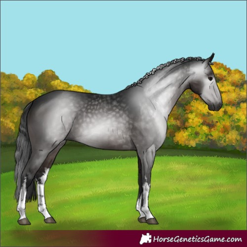 Horse Color:Gray White Spotted Brown 
