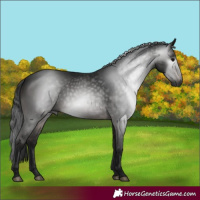 Horse Color:Gray White Spotted Brown 