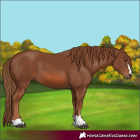 Horse Color:Chestnut 