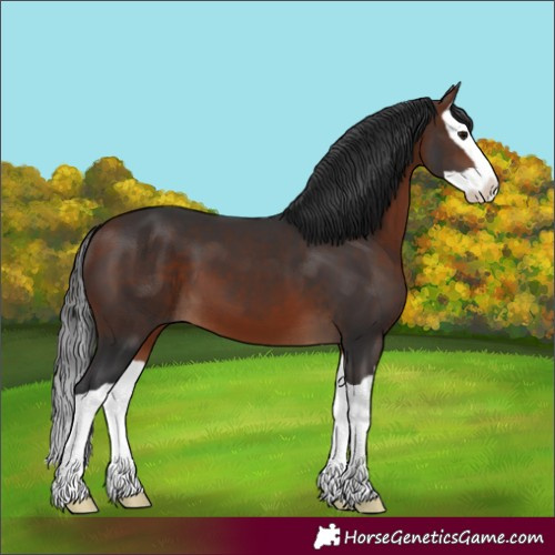 Horse Color:Bay Splash 