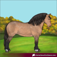 Horse Color:Bay Dun  and Bay Dun 