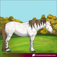 Horse Color:Buckskin Roan Tobiano Appaloosa
