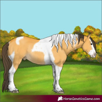 Horse Color:Buckskin Splash Tobiano Rabicano 