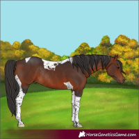 Horse Color:Bay Tobiano Rabicano 