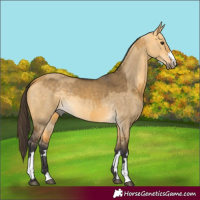 Horse Color:Buckskin Dun  and Buckskin Dun 