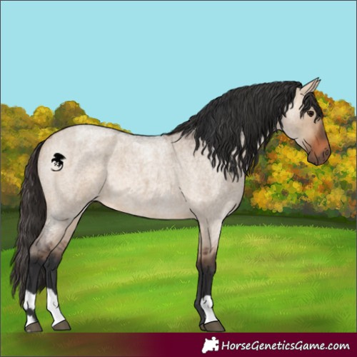 Horse Color:Bay Roan Dun  and Bay Roan Dun 
