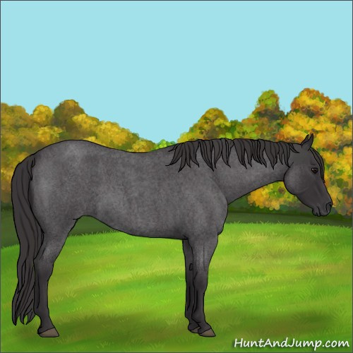 Horse Color:Smoky Blue Roan 