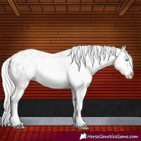 Horse Color:Cremello Appaloosa 