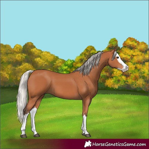 Horse Color:Silver Bay Splash 