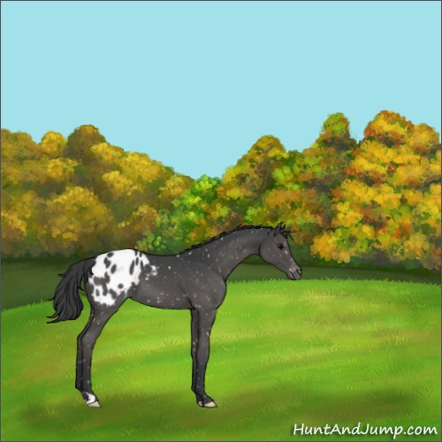 Horse Color:Black Appaloosa 
