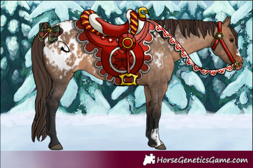 Horse Color:Bay Dun Near Leopard  and Bay Dun Blanket 