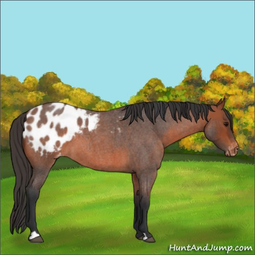 Horse Color:Bay Roan Appaloosa 