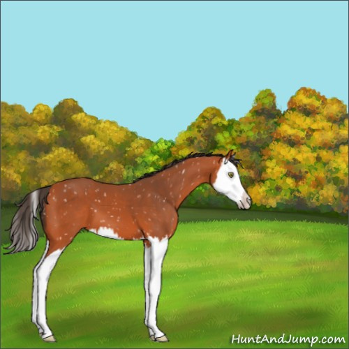 Horse Color:Bay Splash Appaloosa 
