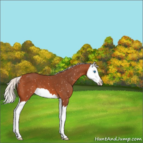 Horse Color:Silver Bay Splash Appaloosa 