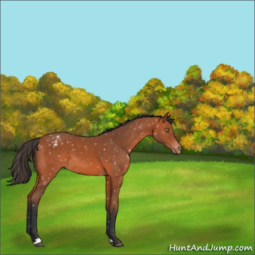 Horse Color:Bay Appaloosa 