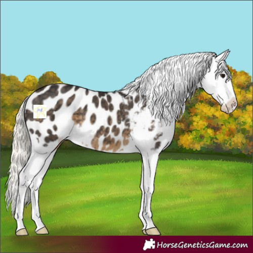 Horse Color:Silver Smoky Black Appaloosa 