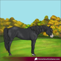 Horse Color:Black Splash