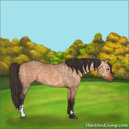 Horse Color:Bay Dun  and Bay Dun 