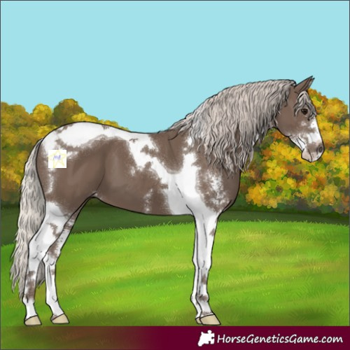 Horse Color:Silver Black Sabino Tobiano 