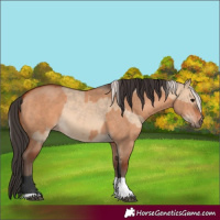 Horse Color:Bay Dun and Silver Bay Dun
