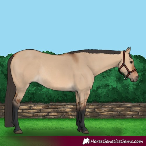 Horse Color:Bay Dun Rabicano 